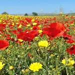 Emiliana Παραλίμνι